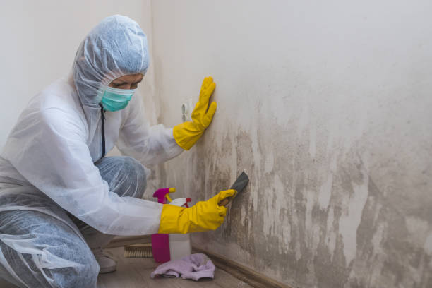 Best Mold Testing  in Oli, PA