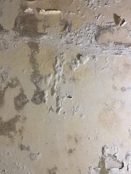 Best Same-Day Mold Removal  in Oli, PA