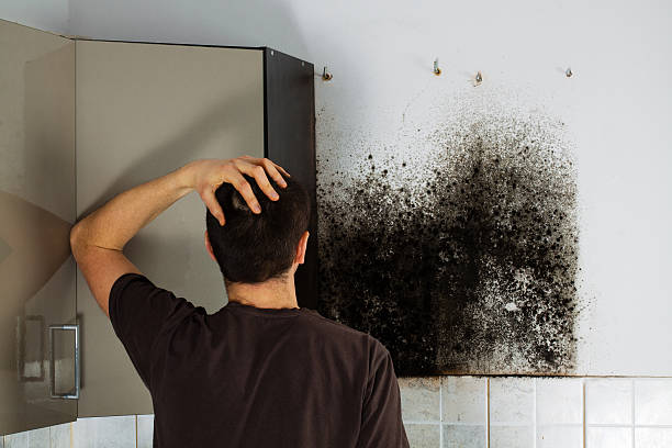 Mold Removal Process in Paoli, PA